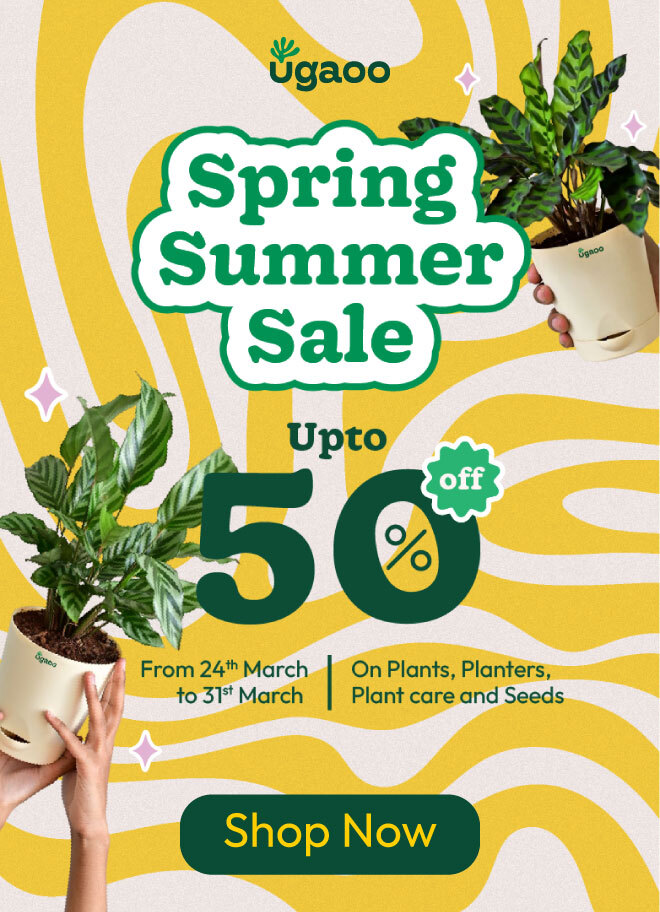 Discover the Magic of Plants! Ugaoo